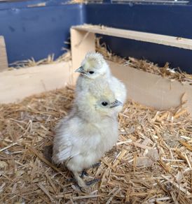 silkie chicks
