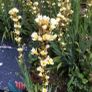 Plants. Image 2