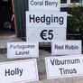 Laurel Hedging in 5 litre pot 4ft just 5 euro Image 9