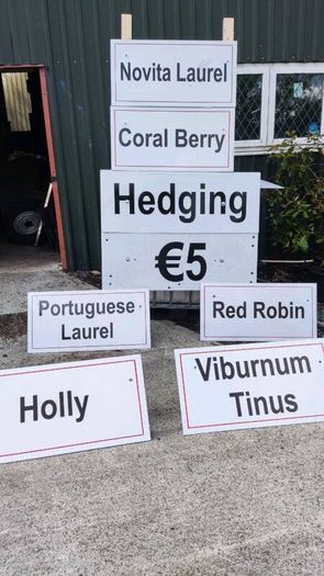 Laurel Hedging in 5 litre pots 4 ft just...5 euro