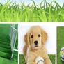 FREE EXPRESS SHIPPING Artificial Grass Turf Astro Turf 3.3x33ft Grass Carpet Roll Indoor & Outdoor Faux Grass Carpet Rug Fire Resistant Realistic Synthetic Grass Turf Image 6