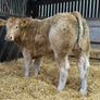 Charolais Bullock Weanling Calves Image 3