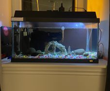 aquarium tank