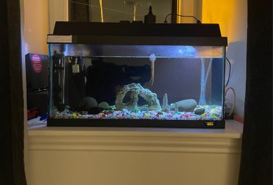 aquarium tank