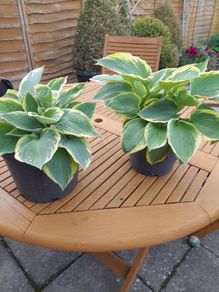 Hosta Plants