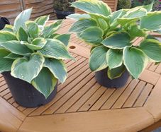 Hosta Plants