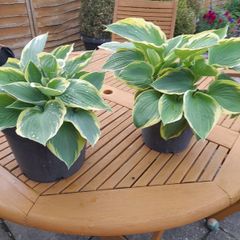 Hosta Plants