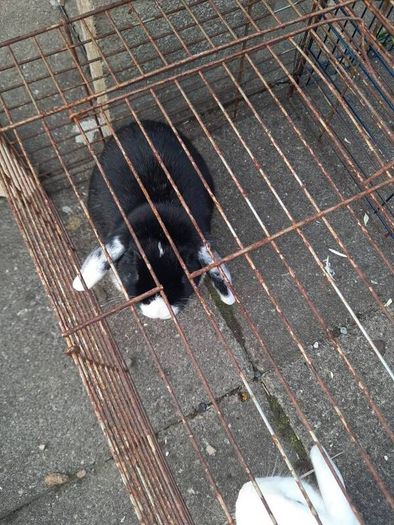 pet adoption