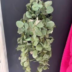 Hanging House Plant (plastic)