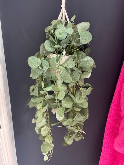 Hanging House Plant (plastic)