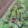 Organic strawberries Image 6