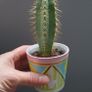 cactus Image 9