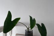 Alocasia Zebrina + Decorative Pot