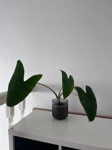 Alocasia Zebrina + Decorative Pot