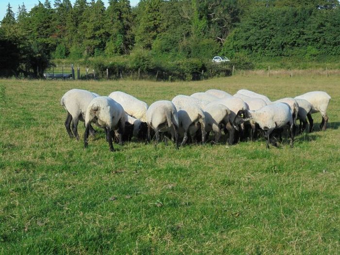 Hilltex  x Suffolk  Breeding Hoggets