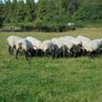 Hilltex  x Suffolk  Breeding Hoggets Image 2