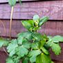 Aquilegia Image 4