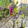 Magnolia Liliiflora in 9L pot and 120cm in height Image 3