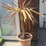 Palm Tree Image 3