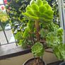 Aeonium succulent Image 3