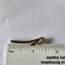 Vintage 12 KGF gold tie clip Image 3