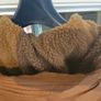 UGG Brayden Jacket Mens Brand New Image 8