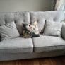 Couch Image 7