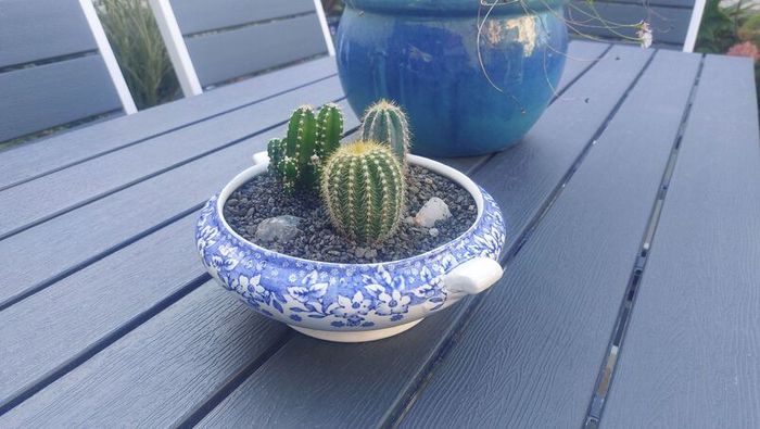 Fabulous Vintage Arklow Pottery Blue and White Tureen with Cacti Garden - A Fabulous Unique and Decorative Item for Display Indoors