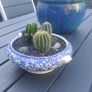 Fabulous Vintage Arklow Pottery Blue and White Tureen with Cacti Garden - A Fabulous Unique and Decorative Item for Display Indoors Image 6