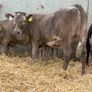 10 Continental Heifers - Image 2