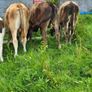 Strong Runners /weanlings Image 5