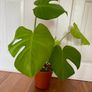 Monstera Deliciosa house plant Image 2