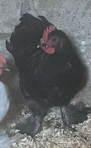 11 week old black pekin rooster