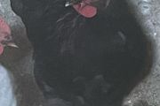 11 week old black pekin rooster