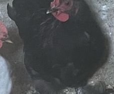 11 week old black pekin rooster