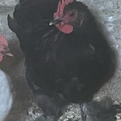 11 week old black pekin rooster