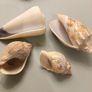 Shells Image 2