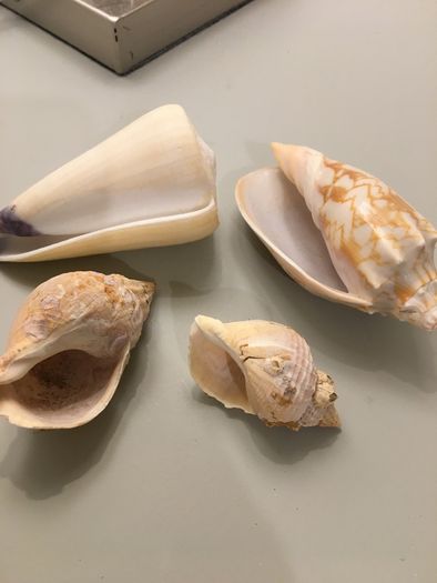 Shells
