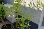 Jasmine climbing plant deciduous