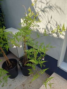 Jasmine climbing plant deciduous