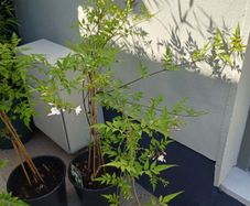 Jasmine climbing plant deciduous