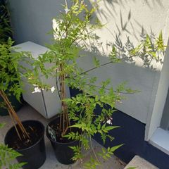 Jasmine climbing plant deciduous
