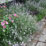 (S) Night Scented Stock Matthiola seeds 4g (882976) Image 3