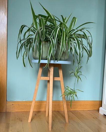 Houseplants