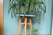 Houseplants