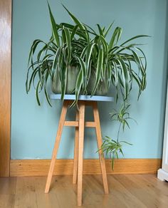Houseplants