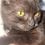 scottish fold cat Image 2