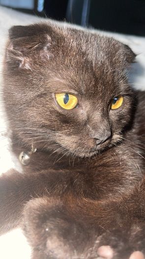 scottish fold cat