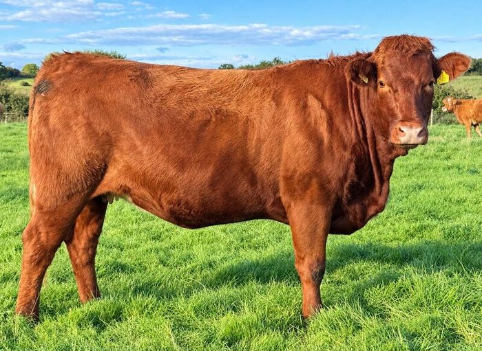35 In-Calf Heifers for Sale Balla Mart 17 Oct