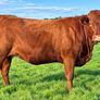 35 In-Calf Heifers for Sale Balla Mart 17 Oct Image 8